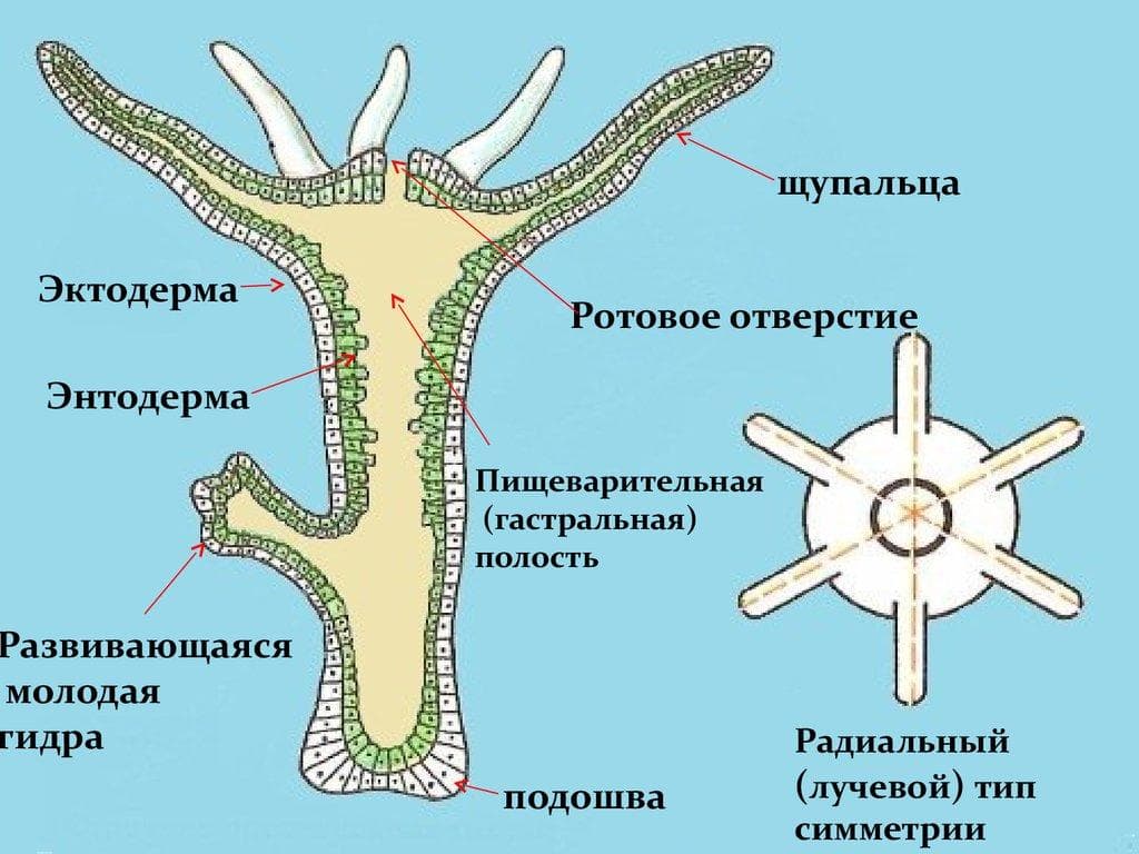 Кракен наркоплейс